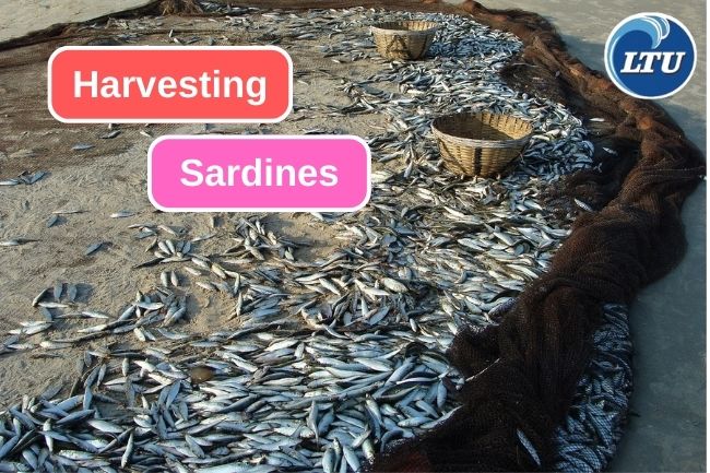 5 Methods That Commonly Used To Harvest Sardines